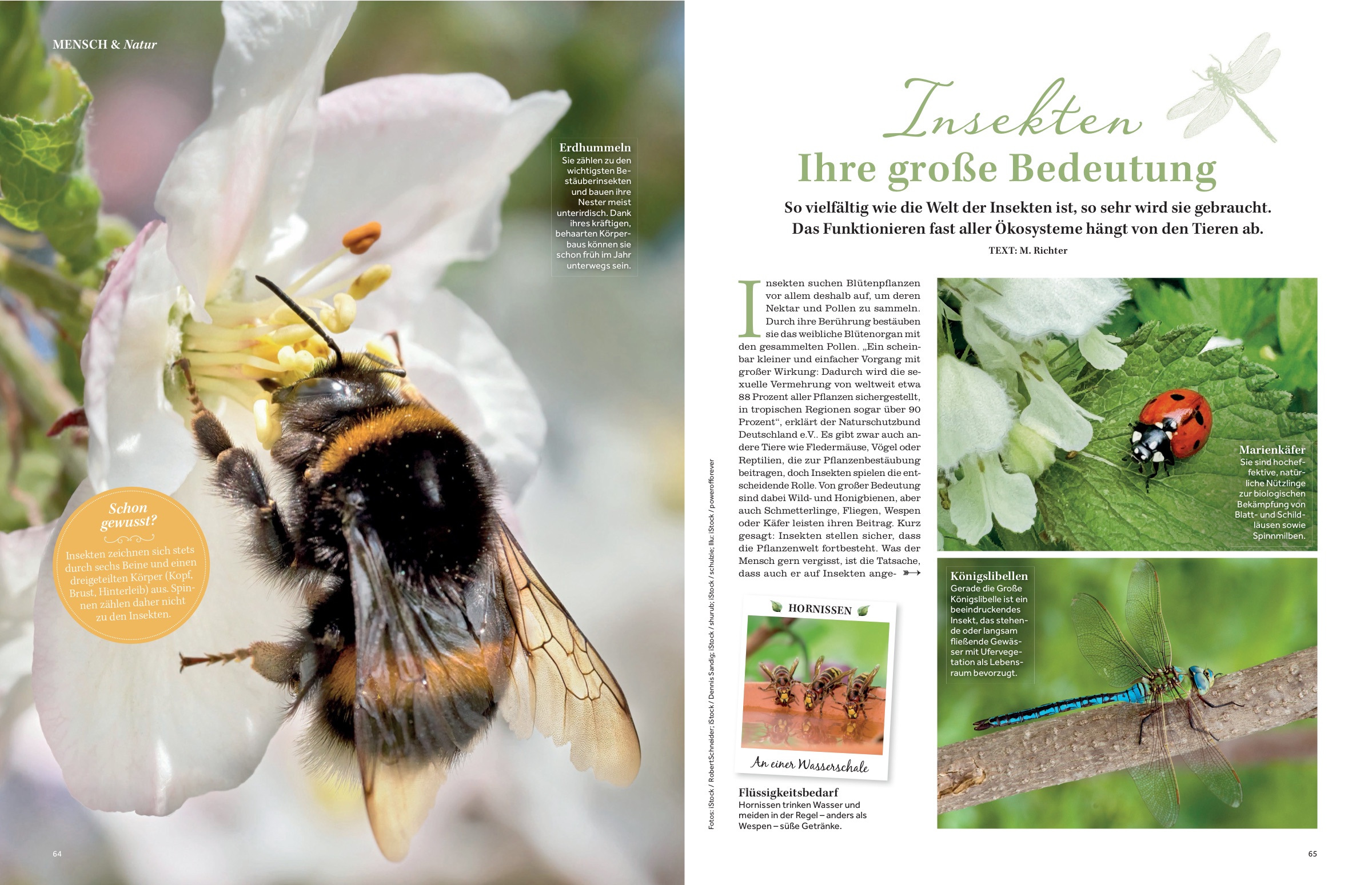 Heft-Doppelseite: „Insekten — Ihre große Bedeutung“ — Hummel, Marienkäfer und Libelle